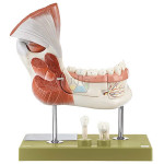Right Mandible With Muscle Attachments Model